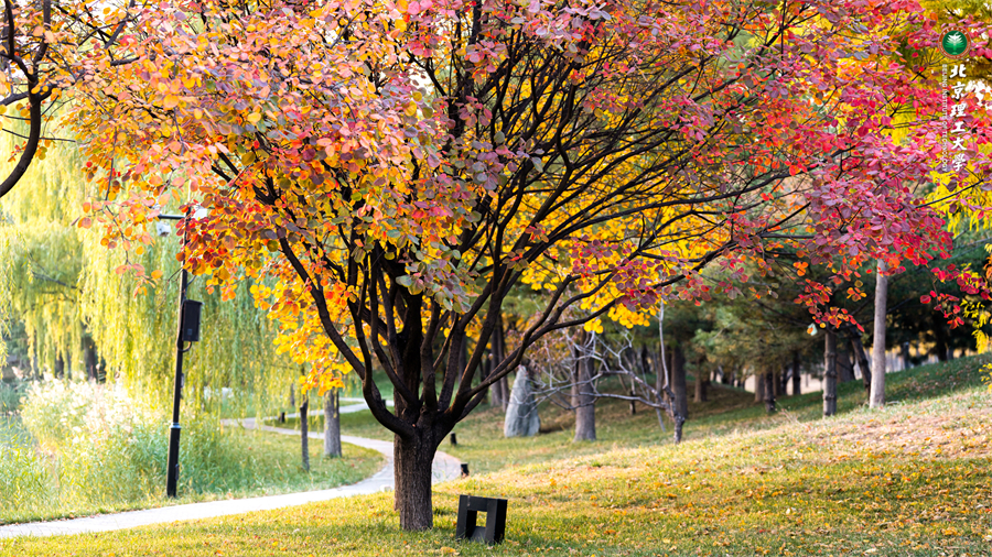 深秋北理.jpg